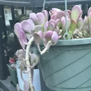 Senecio Jacobsenii Trailing Succulent Live Plant - Green Purple Jade 4-6