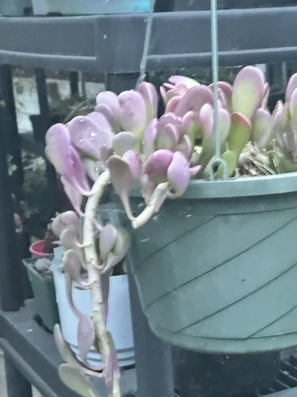 Senecio Jacobsenii Trailing Succulent Live Plant - Green Purple Jade 4-6" Rooted - Image 5