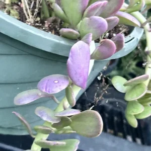 Senecio Jacobsenii Trailing Succulent Live Plant - Green Purple Jade 4-6