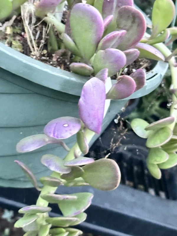 Senecio Jacobsenii Trailing Succulent Live Plant - Green Purple Jade 4-6" Rooted - Image 6