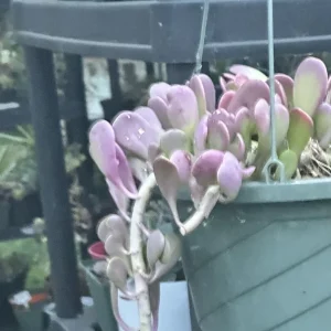 Senecio Jacobsenii Trailing Succulent Live Plant - Green Purple Jade 4-6
