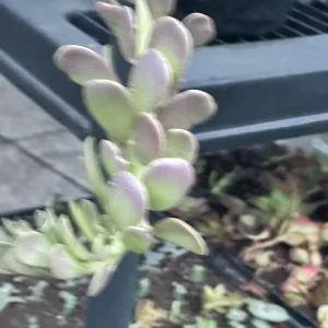 Senecio Jacobsenii Trailing Succulent Live Plant - Green Purple Jade 4-6