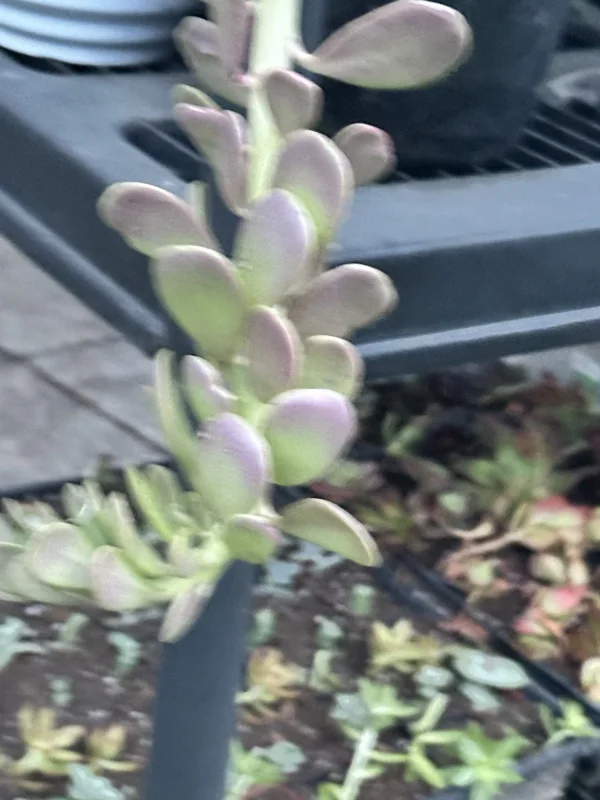 Senecio Jacobsenii Trailing Succulent Live Plant - Green Purple Jade 4-6" Rooted - Image 8
