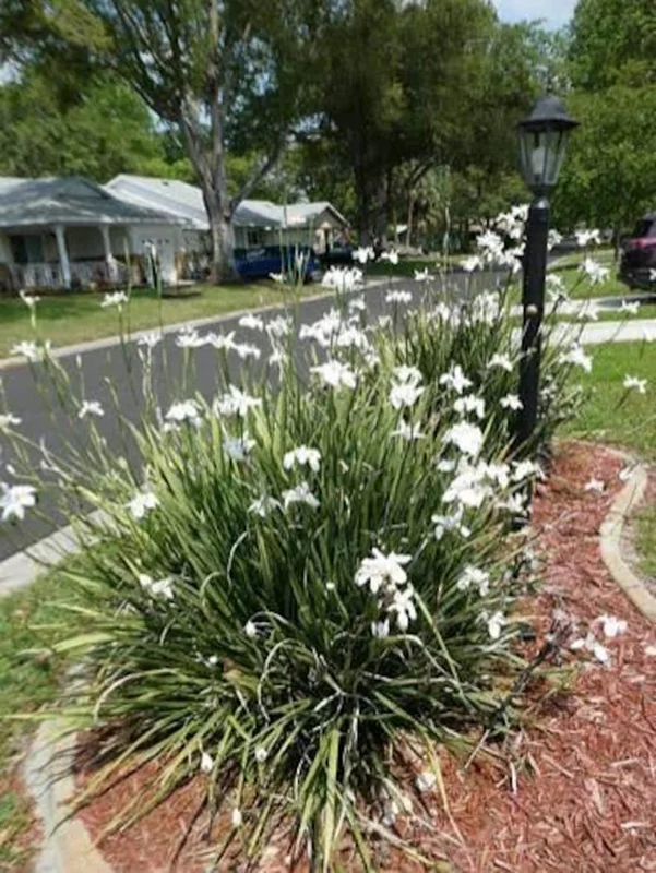 Set 3 African Iris "White Butterfly", 4" container, Drought Tolerant, Butterfly and Hummingbird, Ready to Plant - Image 2