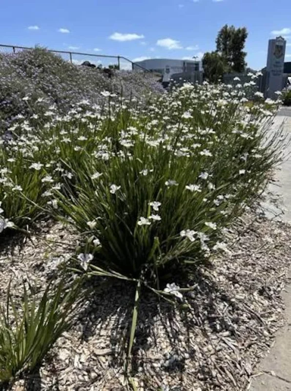 Set 3 African Iris "White Butterfly", 4" container, Drought Tolerant, Butterfly and Hummingbird, Ready to Plant - Image 3