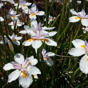 Set 3 African Iris