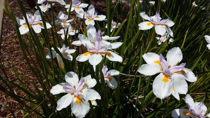 Set 3 African Iris "White Butterfly", 4" container, Drought Tolerant, Butterfly and Hummingbird, Ready to Plant - Image 4