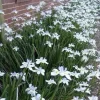 Set 3 African Iris "White Butterfly", 4" container, Drought Tolerant, Butterfly and Hummingbird, Ready to Plant - Image 1