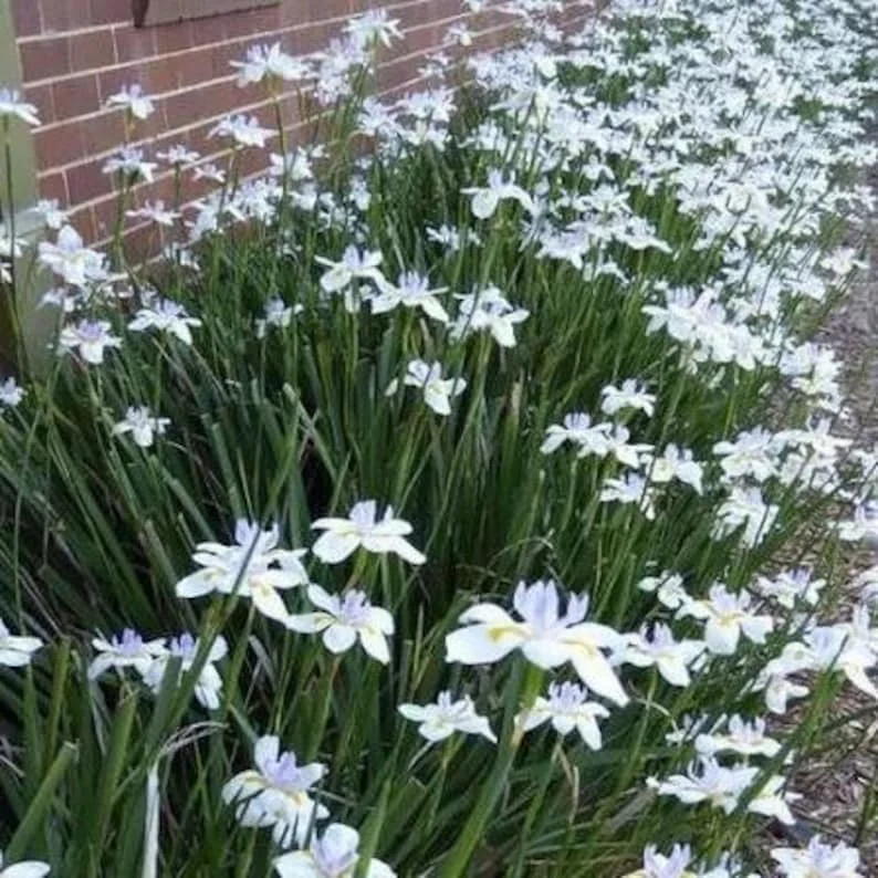 Set 3 African Iris "White Butterfly", 4" container, Drought Tolerant, Butterfly and Hummingbird, Ready to Plant - Image 1