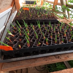 Set 3 Egyptian Walking Onion Plants – Heirloom Perennial Tree Onion – Organic Live Plant - Image 3