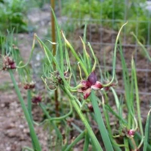 Set 3 Egyptian Walking Onion Plants – Heirloom Perennial Tree Onion – Organic Live Plant - Image 5
