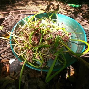Set 3 Egyptian Walking Onion Plants – Heirloom Perennial Tree Onion – Organic Live Plant - Image 6
