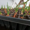 Set 3 Egyptian Walking Onion Plants – Heirloom Perennial Tree Onion – Organic Live Plant - Image 1