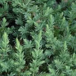 Set 3 Juniper 'Blue Pacific' Live Plant – Drought-Resistant Groundcover Shrub - Image 2