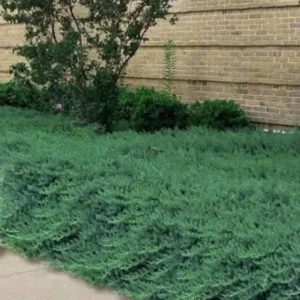 Set 3 Juniper 'Blue Pacific' Live Plant – Drought-Resistant Groundcover Shrub - Image 3