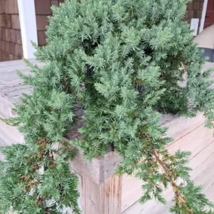 Set 3 Juniper 'Blue Pacific' Live Plant – Drought-Resistant Groundcover Shrub - Image 4