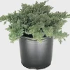 Set 3 Juniper 'Blue Pacific' Live Plant – Drought-Resistant Groundcover Shrub - Image 1