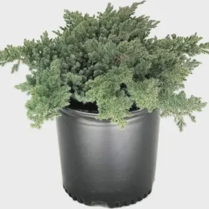 Set 3 Juniper 'Blue Pacific' Live Plant – Drought-Resistant Groundcover Shrub - Image 1