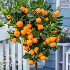 Set 4 Live Calamansi Kalamansi Calamondin Citrus Plant - Image 1