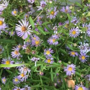 Set of 2 Aster Lavender Live Plant Plugs - Purple Outdoor Flowers - Image 2