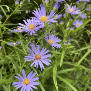 Set of 2 Aster Lavender Live Plant Plugs - Purple Outdoor Flowers - Image 4