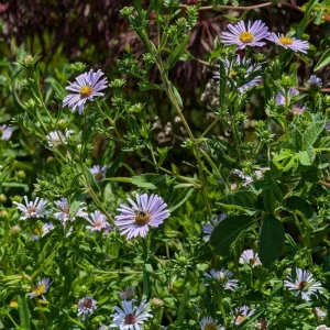 Set of 2 Aster Lavender Live Plant Plugs - Purple Outdoor Flowers - Image 5