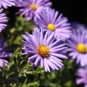 Set of 2 Aster Lavender Live Plant Plugs - Purple Outdoor Flowers - Image 6