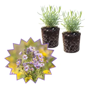 Set of 2 Aster Lavender Live Plant Plugs - Purple Outdoor Flowers - Image 1