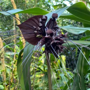 Set of 2 Black Tacca Live Plants 3-5 Inch, Black Bat Flower, Rare Tropical Houseplant - Image 2
