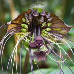 Set of 2 Black Tacca Live Plants 3-5 Inch, Black Bat Flower, Rare Tropical Houseplant - Image 3
