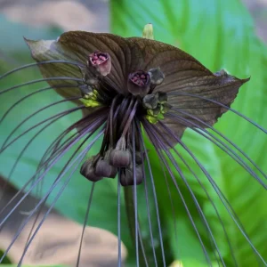Set of 2 Black Tacca Live Plants 3-5 Inch, Black Bat Flower, Rare Tropical Houseplant - Image 4