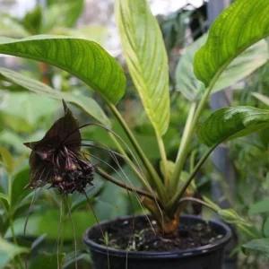 Set of 2 Black Tacca Live Plants 3-5 Inch, Black Bat Flower, Rare Tropical Houseplant - Image 5