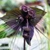 Set of 2 Black Tacca Live Plants 3-5 Inch, Black Bat Flower, Rare Tropical Houseplant - Image 1