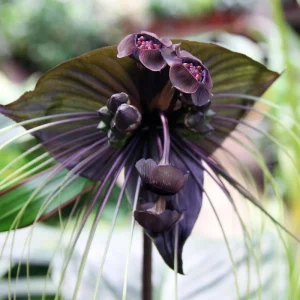Set of 2 Black Tacca Live Plants 3-5 Inch, Black Bat Flower, Rare Tropical Houseplant - Image 1