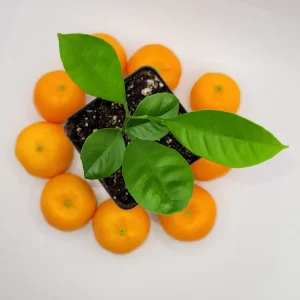 Set of 2 Live Calamansi Calamondin Citrus Plants - Indoor/Outdoor - Image 2