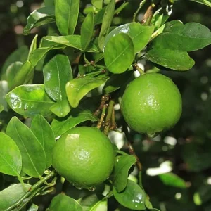 Set of 2 Persian Sweet Lemon Live Citrus Limetta Plants - Fruit Tree - Image 3