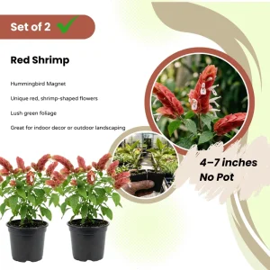 Set of 2 Red Shrimp Plant Live Plants 4-7 Inch Tall, Justicia Brandegeeana, Tropical Indoor Outdoor - Image 2