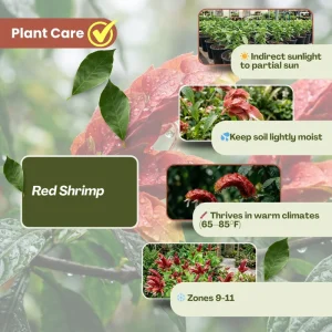 Set of 2 Red Shrimp Plant Live Plants 4-7 Inch Tall, Justicia Brandegeeana, Tropical Indoor Outdoor - Image 4