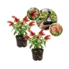 Set of 2 Red Shrimp Plant Live Plants 4-7 Inch Tall, Justicia Brandegeeana, Tropical Indoor Outdoor - Image 1