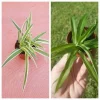 Set of 2 Spider Plants - Variegated & Solid Green Live Houseplants - Image 1