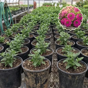Set of 2 St. Paul Pink Verbena Live Plants 4–7 Inch Tall, Pink Verbena Flowering Plant, Ground Cover Outdoor Plant, No Pot - Image 2