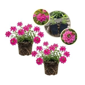 Set of 2 St. Paul Pink Verbena Live Plants 4–7 Inch Tall, Pink Verbena Flowering Plant, Ground Cover Outdoor Plant, No Pot - Image 1