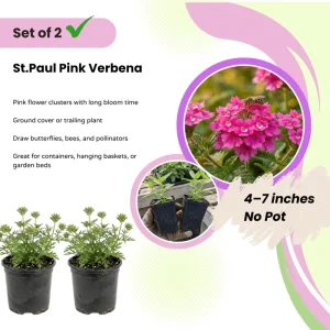 Set of 2 St. Paul Pink Verbena Live Plants 4–7 Inch Tall, Pink Verbena Flowering Plant, Ground Cover Outdoor Plant, No Pot - Image 3