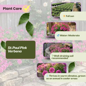 Set of 2 St. Paul Pink Verbena Live Plants 4–7 Inch Tall, Pink Verbena Flowering Plant, Ground Cover Outdoor Plant, No Pot - Image 4