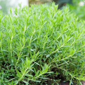 Set of 2 Tarragon Herb Plug Plants – Live Indoor & Outdoor Fragrant - Image 2