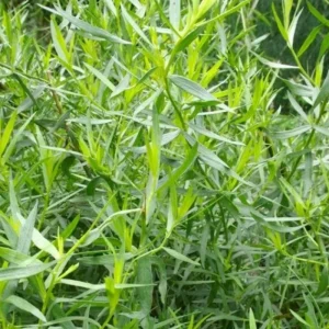 Set of 2 Tarragon Herb Plug Plants – Live Indoor & Outdoor Fragrant - Image 4