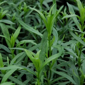 Set of 2 Tarragon Herb Plug Plants – Live Indoor & Outdoor Fragrant - Image 5