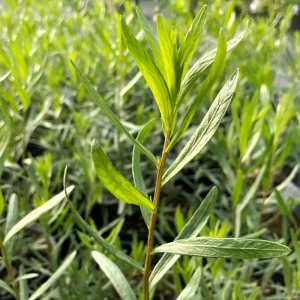 Set of 2 Tarragon Herb Plug Plants – Live Indoor & Outdoor Fragrant - Image 6