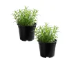 Set of 2 Tarragon Herb Plug Plants – Live Indoor & Outdoor Fragrant - Image 1