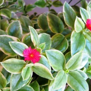Set of 3 Baby Sun Rose Aptenia Cordifolia Live Plants - 3 Colors, Succulent Groundcover - Image 2